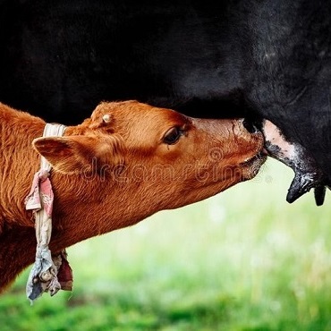 Связь между коровами и телятами
