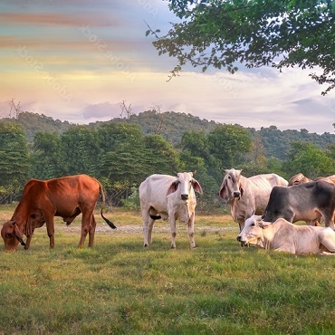 Conecte as vacas com a terra